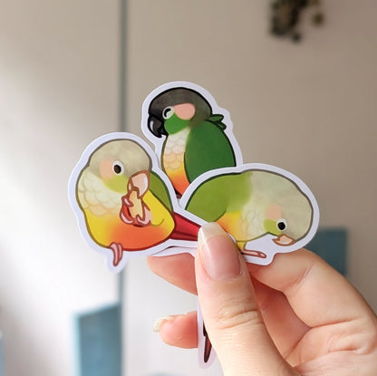 Small Conure Vinyl Stickers