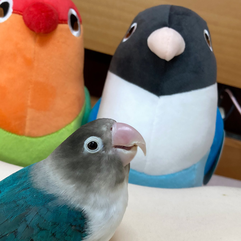 Blue the Blue Masked Lovebird Plushie