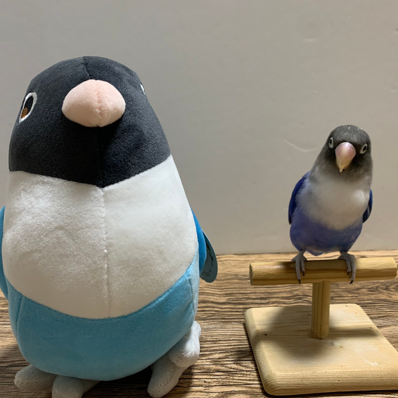 Blue the Blue Masked Lovebird Plushie