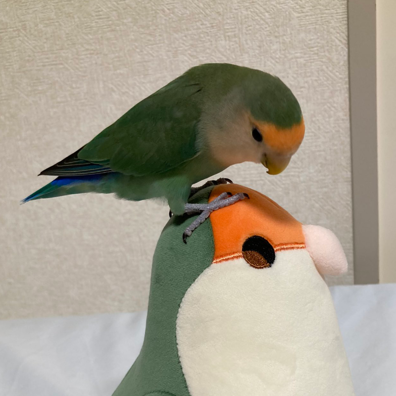 Peachy the Dutch Blue Lovebird Plushie