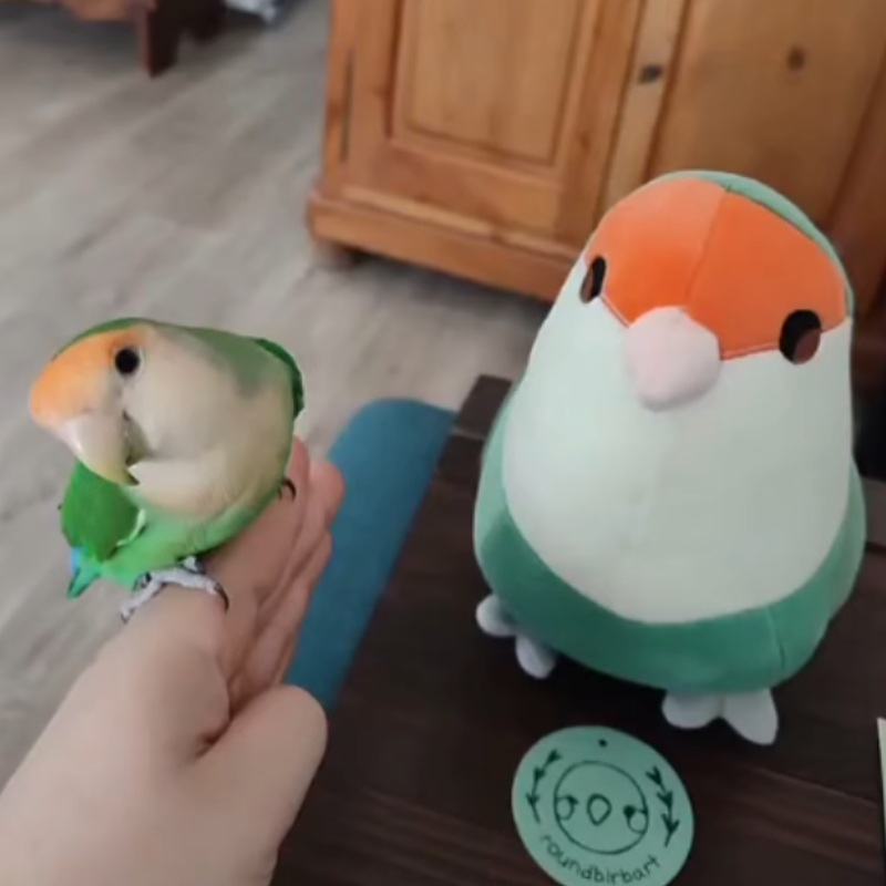 Peachy the Dutch Blue Lovebird Plushie